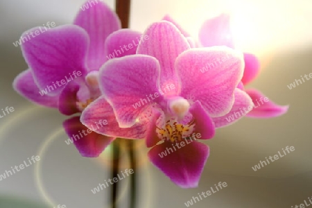 Orchidee im Sonnenschein