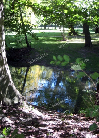 Baum in Englischer Garten