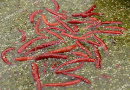 Roter Chili auf einem Markt in der Hauptstadt Bangkok von Thailand in Suedostasien.