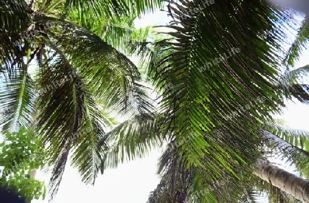 Beautiful palm trees at the beach on the tropical paradise islands Seychelles