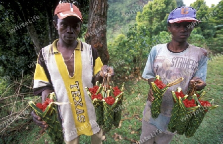 two farmer sale fruits in the city of Moutsamudu on the Island of Anjouan on the Comoros Ilands in the Indian Ocean in Africa.   