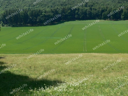 Landwirtschaft am Waldrand