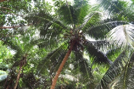 Beautiful palm trees at the beach on the tropical paradise islands Seychelles