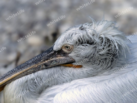 Gray pelican