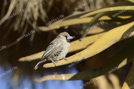 Siedelweber (Philetairus socius)  Keetmanshoop, Namibia,  Afrika