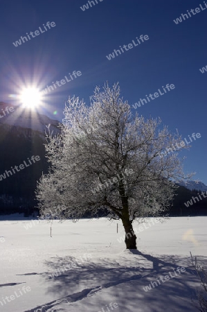 Baum im Gegenlicht