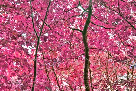 Beautiful pink and purple infrared panorama of a countryside landscape with a blue sky.