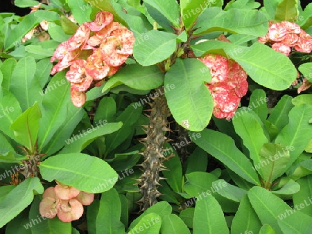 Christusdorn, euphorbia milii, Dominikanische Republik