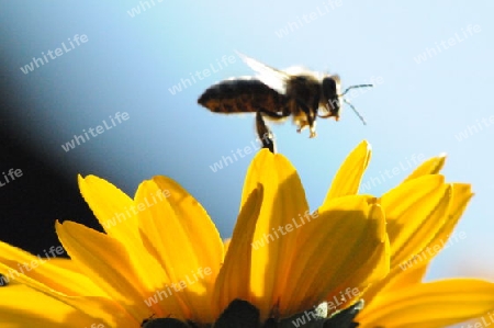 Sonnenblume mit Biene