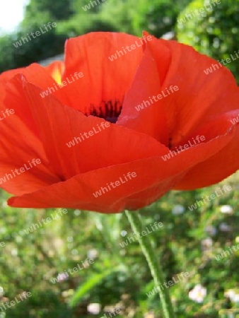 Mohn