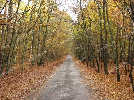 Waldstrasse im Herbst