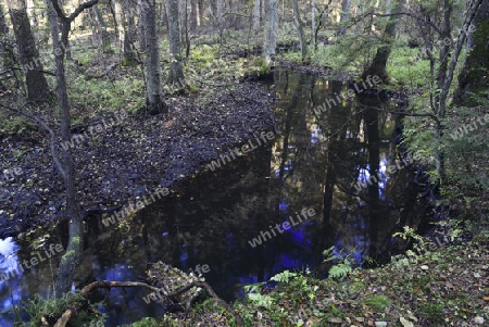 Fl?sschen Briese im Herbst im Landschaftsschutzgebiet Briesetal bei Berlin, Brandenburg, Deutschland, Europa