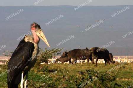 Marabou stork, Leptoptilos Crumeniferus