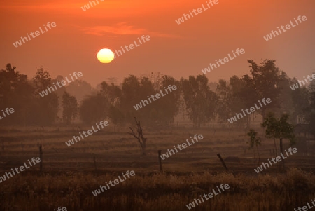 Die Landwirtschaft mit Reisfeldern im Winter bei Amnat Charoen im Isan im osten von Thailand,