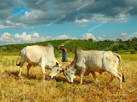 myanmar