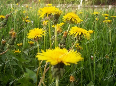 Pusteblume