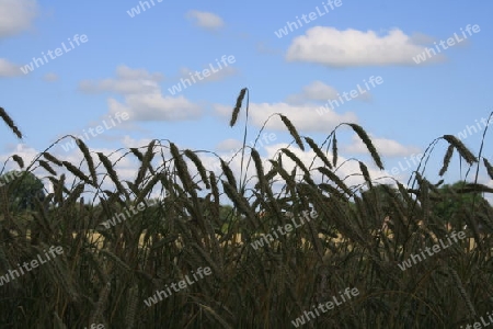 Weizenaehren vor blauem Himmel