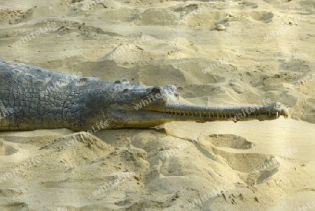 Gavial (Gharial) im Chitwan Nationalpark, Nepal