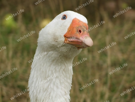 Portrait einer Gans in einem Freigehege