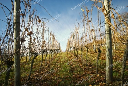 Weinberg im Herbst 