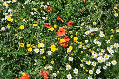 Wilde Blumenwiese