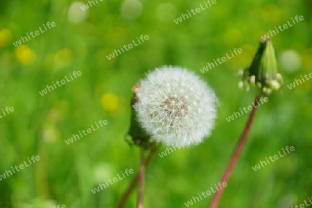 Pusteblume