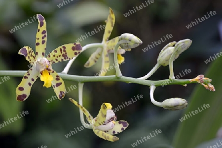 Bl?te der westafrikanischen Ansellie (Ansellia africana), Vorkommen Westafrika