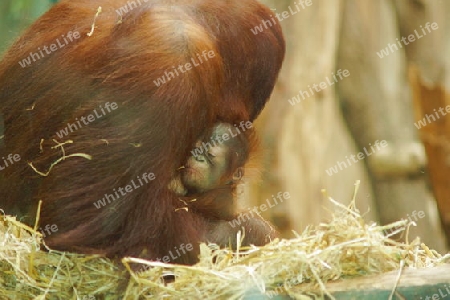 Orang Utan mit Baby