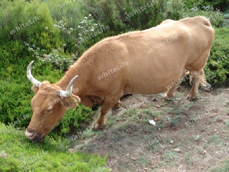 Kuh, cow