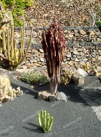 Lanzarote,Kakteen-Garten von Cesar Manrique