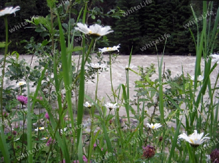 Marguerites am Fluss