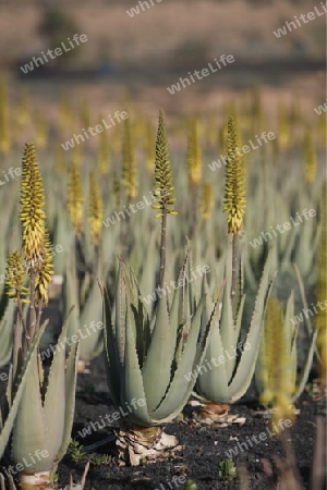 a Aloe Vera Plantation on the Island Fuerteventura on the Canary island of Spain in the Atlantic Ocean.