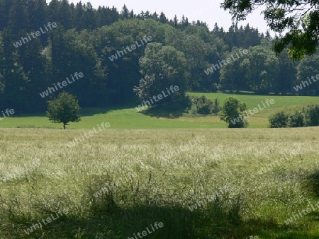 Felder am Waldrand