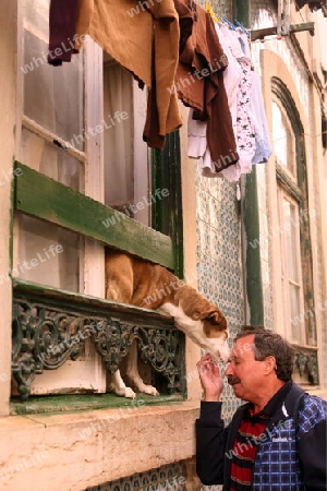 Ein Mann mit seinem Hund in einwer  Gasse in der  Altstadt von Alfama in der Innenstadt der Hauptstadt Lissabon in Portugal.     