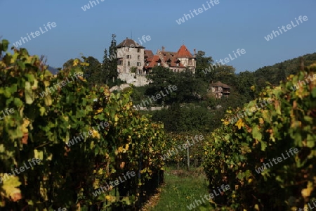 The wine Hills of  the village of Rorschwihr   in the province of Alsace in France in Europe