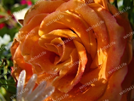 Die orange Rose