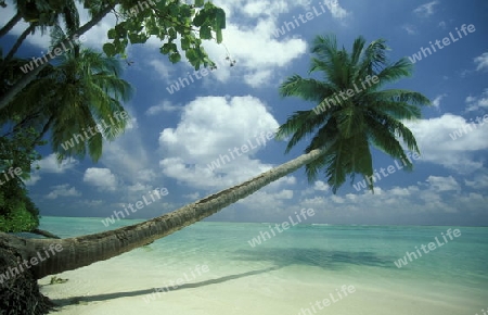 
Der Traumstrand mit Palmen und weissem Sand an der Insel Velavaru im Southmale Atoll auf den Inseln der Malediven im Indischen Ozean.   