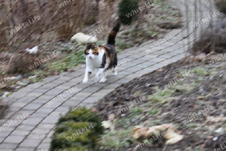 running cat