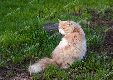 Kater in der Morgensonne