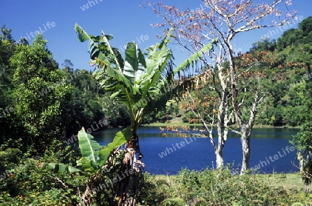 the mountain Landscape on the Island of Anjouan on the Comoros Ilands in the Indian Ocean in Africa.   