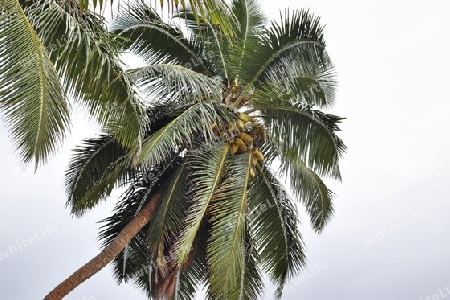 Beautiful palm trees at the beach on the tropical paradise islands Seychelles