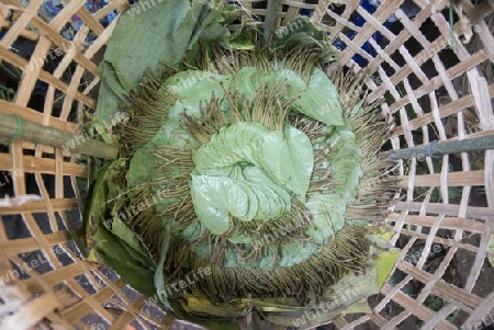 Betel nut at a Market near the City of Yangon in Myanmar in Southeastasia.