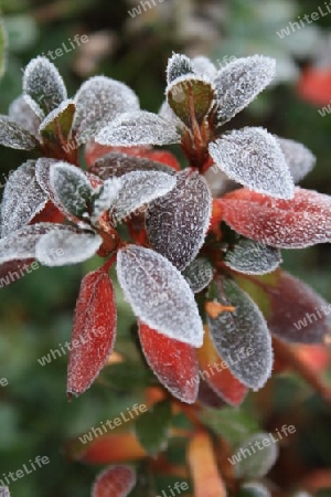 Erster Frost in Rot