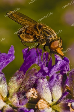 Schnabelschwebfliege, lavendel, Feldschnabelschwebfliege, Kegelfliege, Fliege, Schwebfliege,