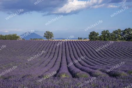 Lavendel in der Provence