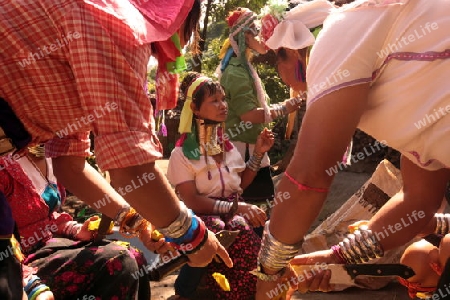 Eine Traditionell gekleidete Langhals Frau eines Paudang Stammes aus Burma lebt in einem Dorf noerdlich von Chiang Mai in Nord Thailand. 