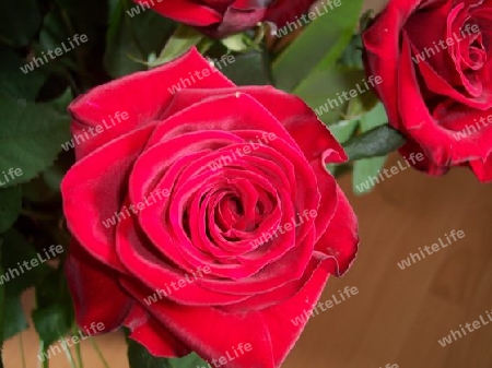 Rote Rose