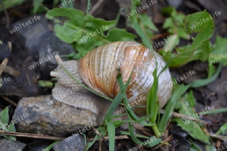 Schnecke