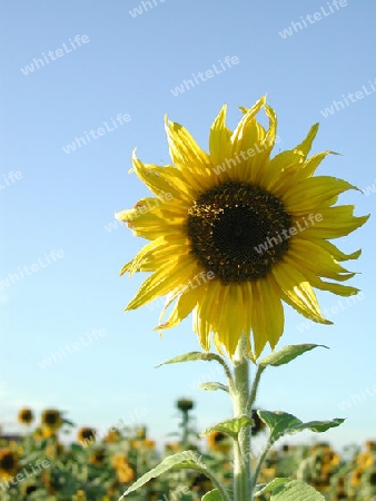 sonnenblume