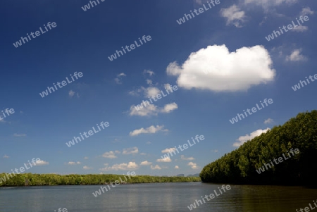 The mangroves at a lagoon near the City of Krabi on the Andaman Sea in the south of Thailand. 